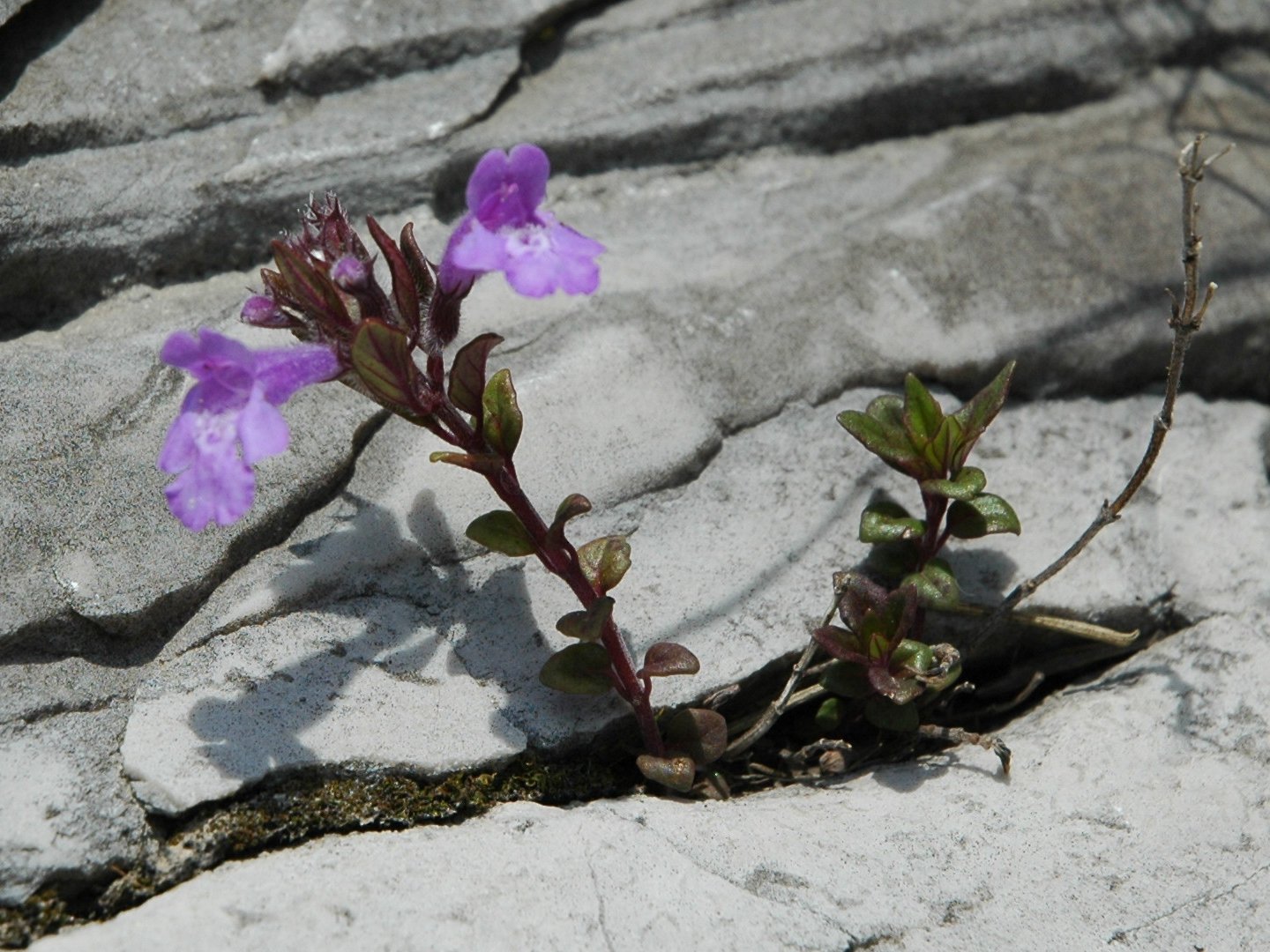 Acinos alpinus (=Clinopodium alpinum)